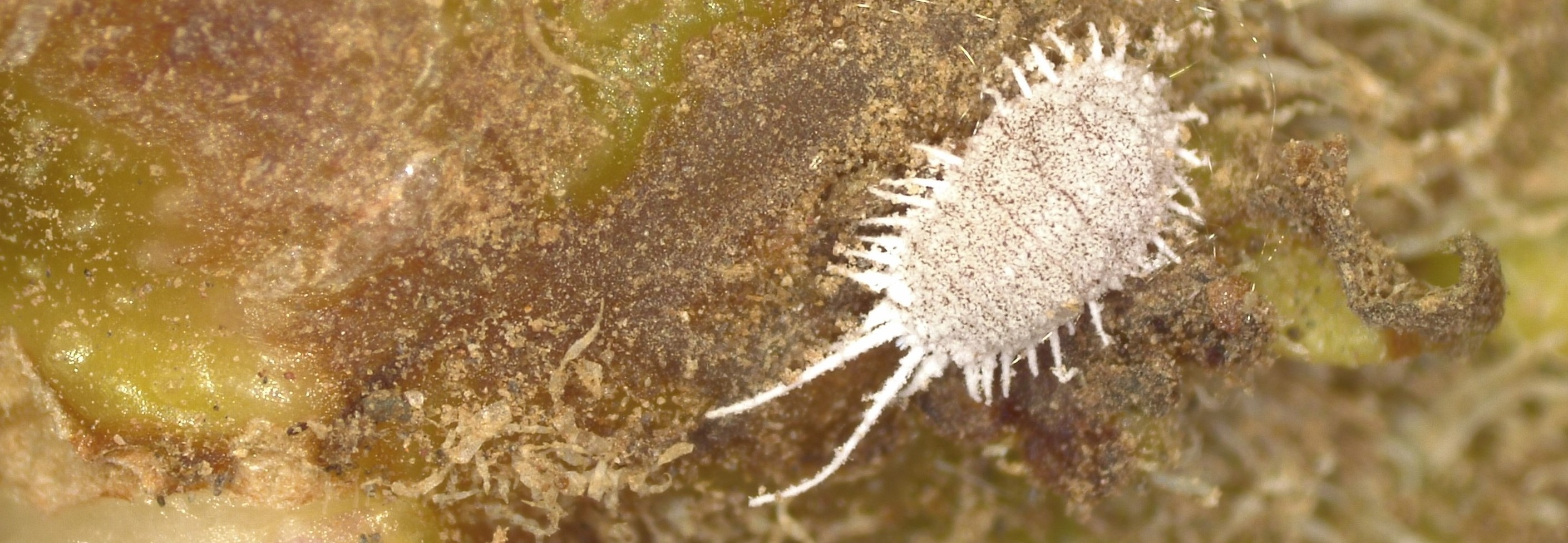 Ninfa de Pseudocóccidos